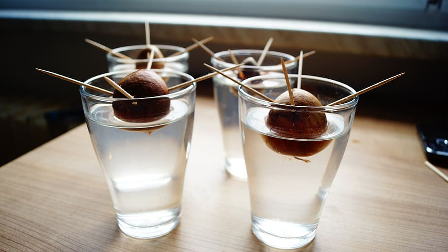 avocado seed in water