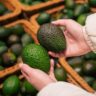 avocado types