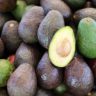 avocado varieties australia