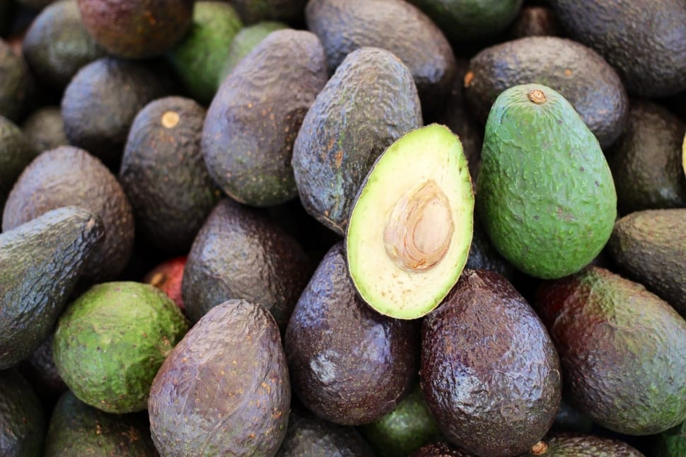 avocado varieties australia
