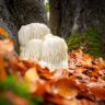mushrooms and depression