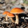 mushrooms australia