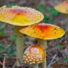 mushrooms deadly
