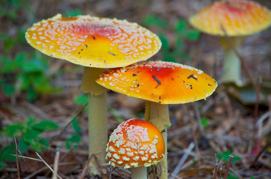 mushrooms deadly