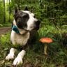 mushrooms dogs