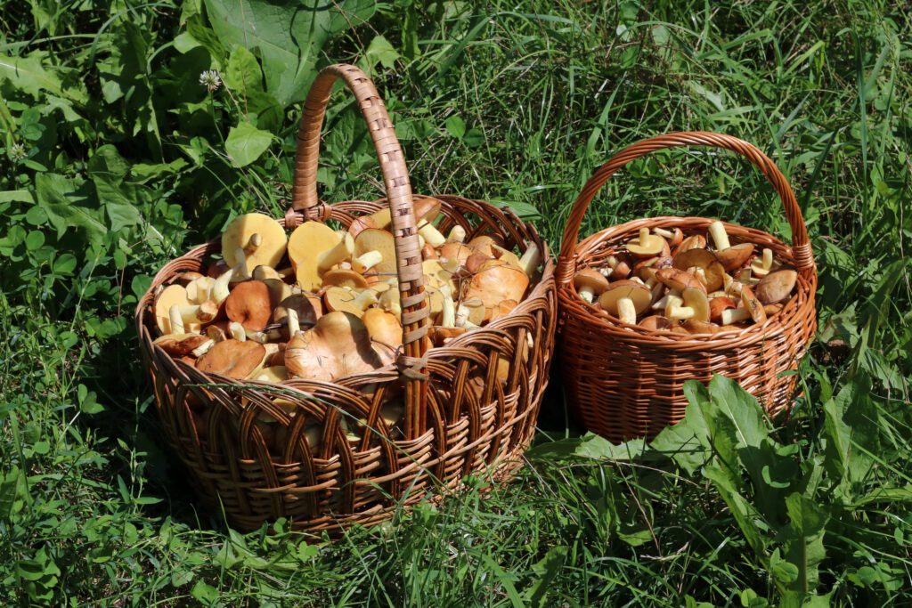 types of edible mushrooms australia