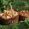 mushrooms edible types