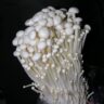 mushrooms enoki
