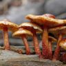 mushrooms exotic