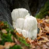 mushrooms for adhd