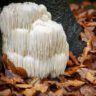 mushrooms for anxiety