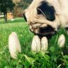 mushrooms for dogs