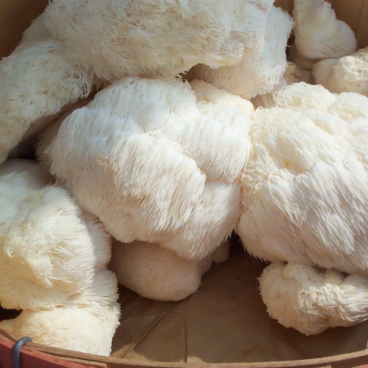 mushrooms for weight loss