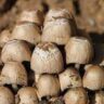 mushrooms you can eat raw