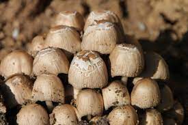 mushrooms you can eat raw