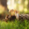 mushrooms growing