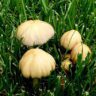 mushrooms growing in lawn