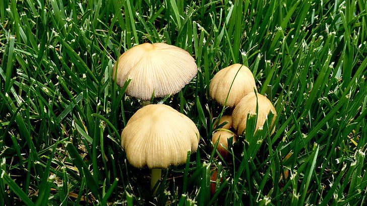 mushrooms growing in lawn