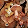 mushrooms vegetable