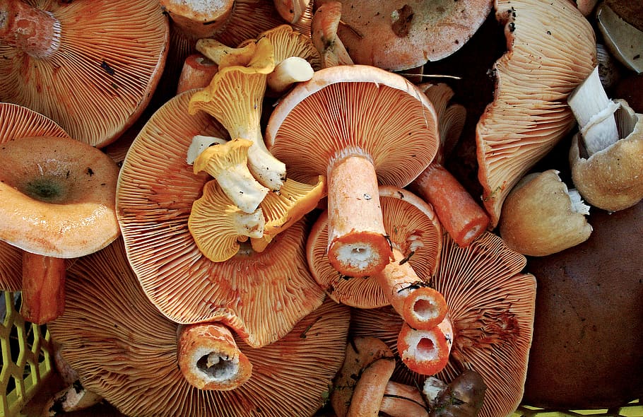 mushrooms vegetable