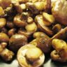 mushrooms how to cook