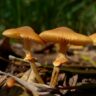 mushrooms in australia
