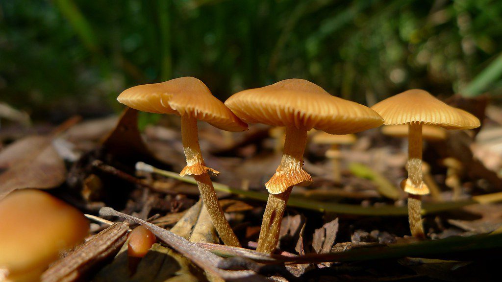 mushrooms in australia