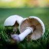 mushrooms japan