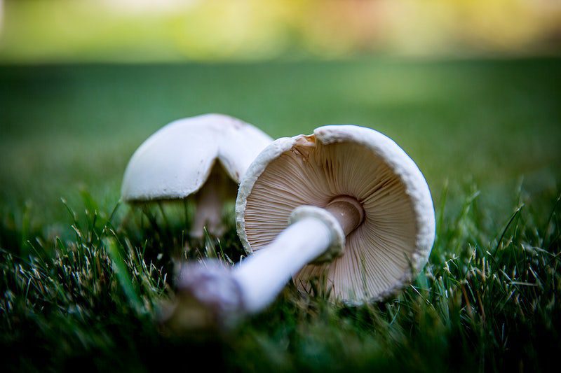 mushrooms japan