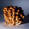 mushrooms japanese