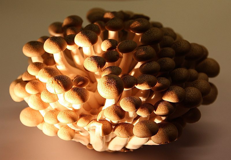 mushrooms japanese style