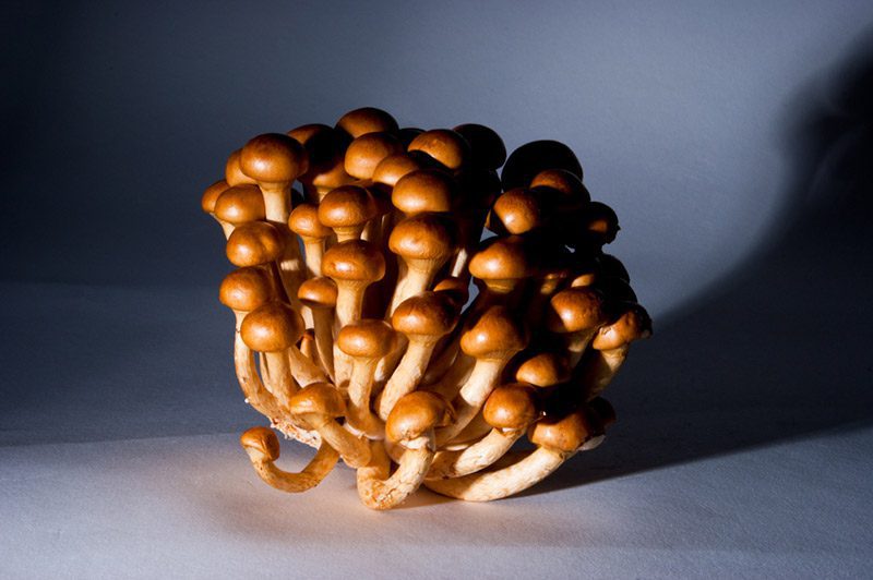 mushrooms japanese