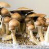 mushrooms jar