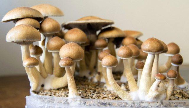 mushrooms jar