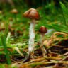 mushrooms kits australia