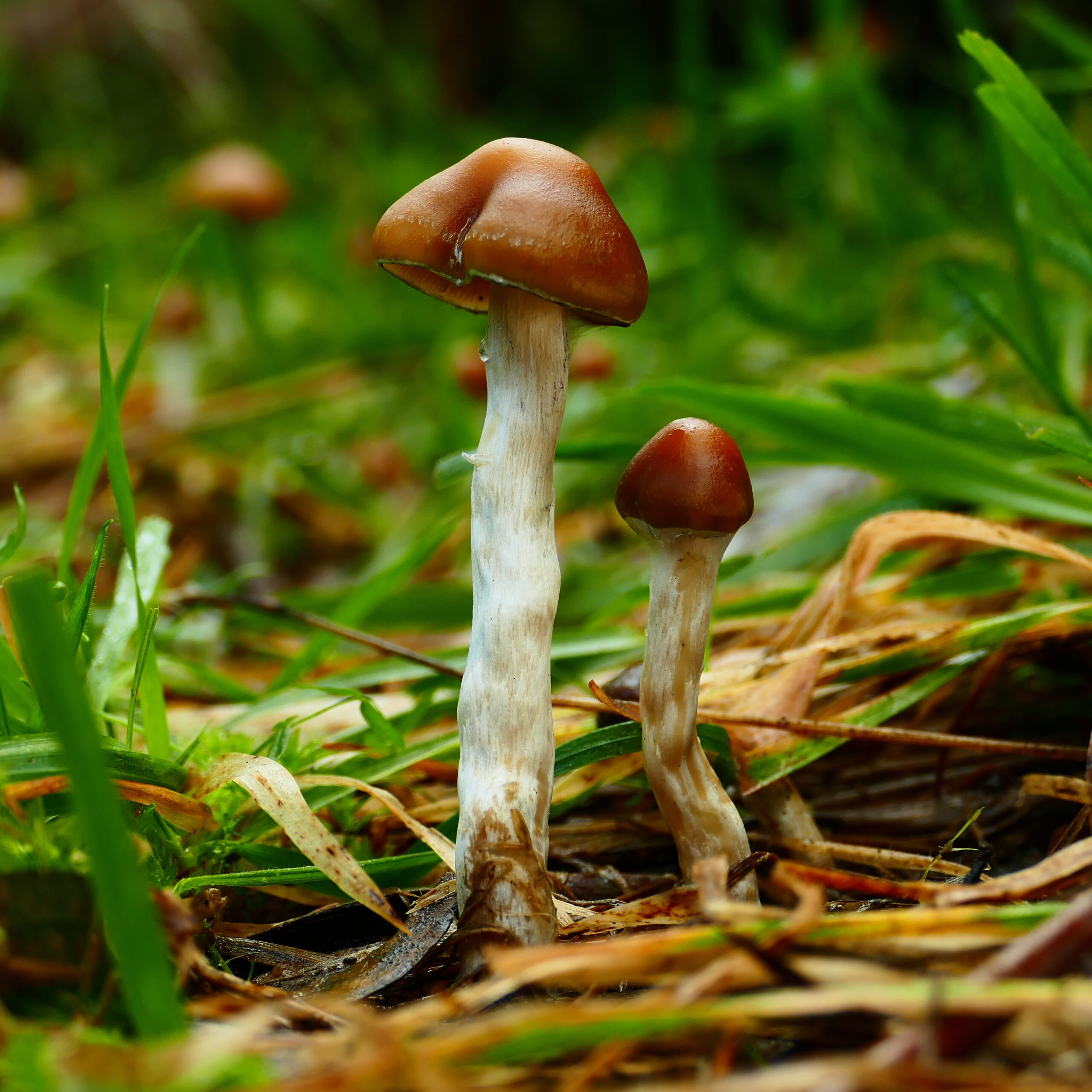 mushrooms kits australia