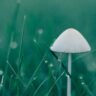 mushrooms lamp