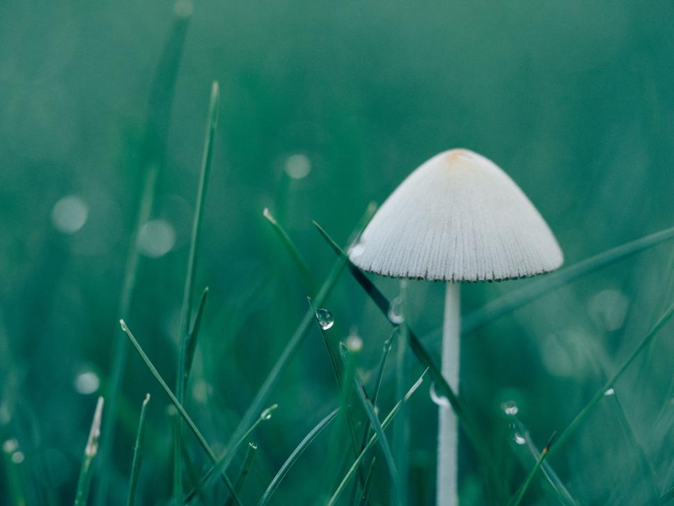 mushrooms lamp