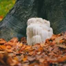Mushrooms Lion's Mane
