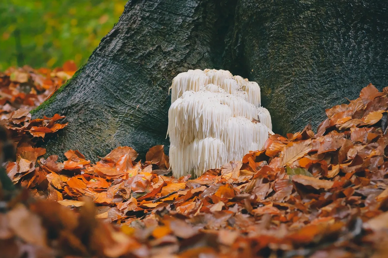 Mushrooms Lion's Mane