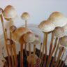 mushrooms long
