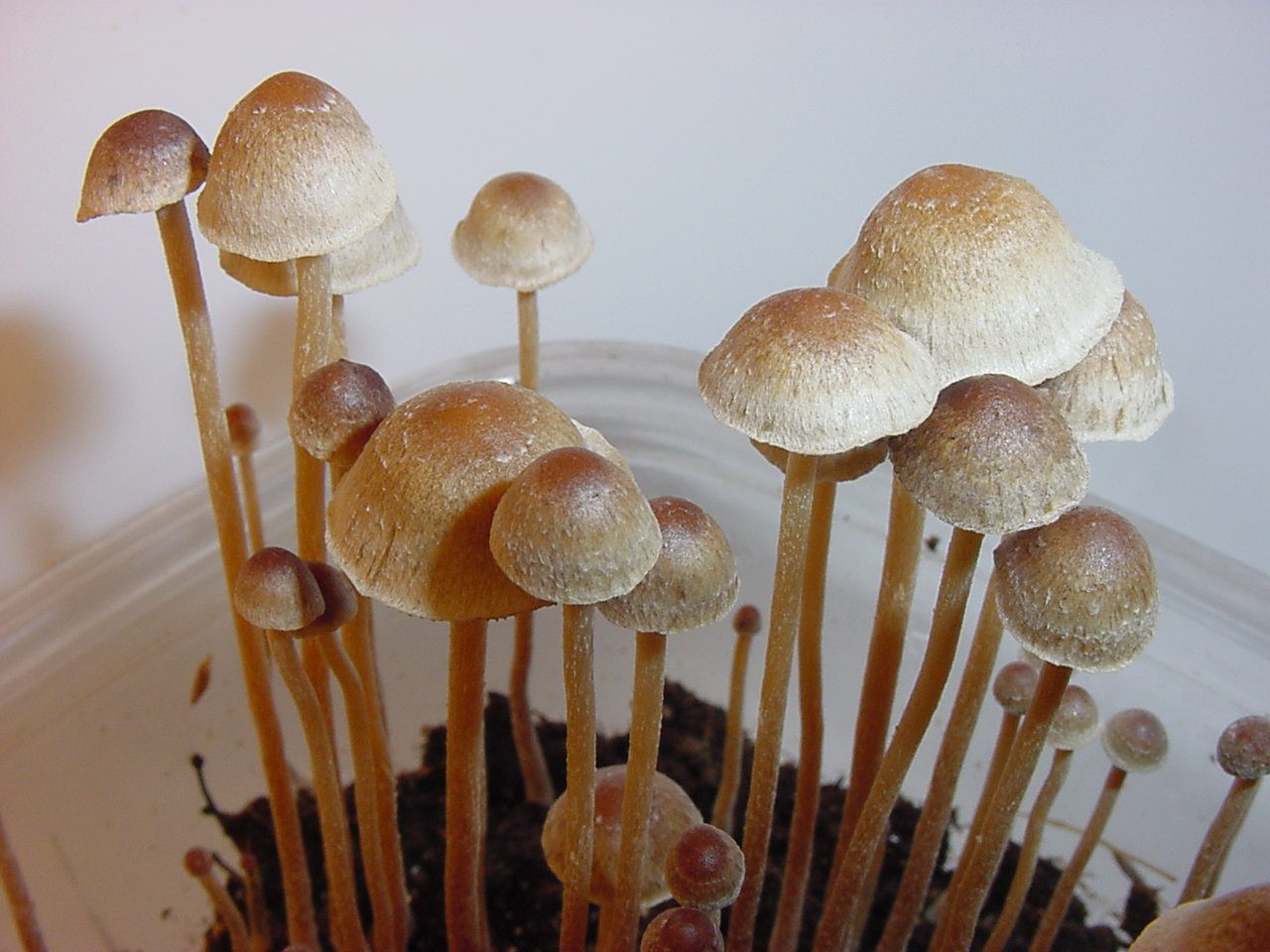mushrooms long
