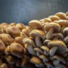 mushrooms medicinal