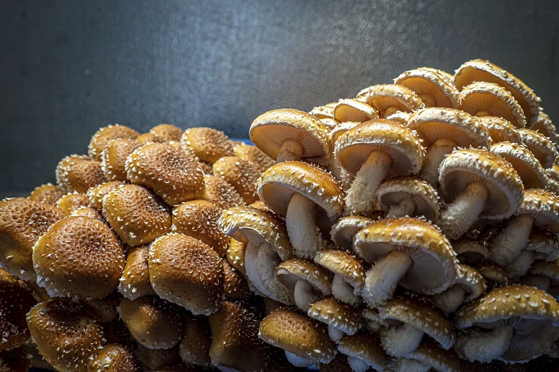mushrooms medicinal