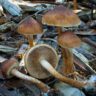 mushrooms melbourne
