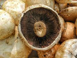 mushrooms nutritional value