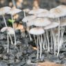 mushrooms of australia