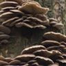 mushrooms on trees