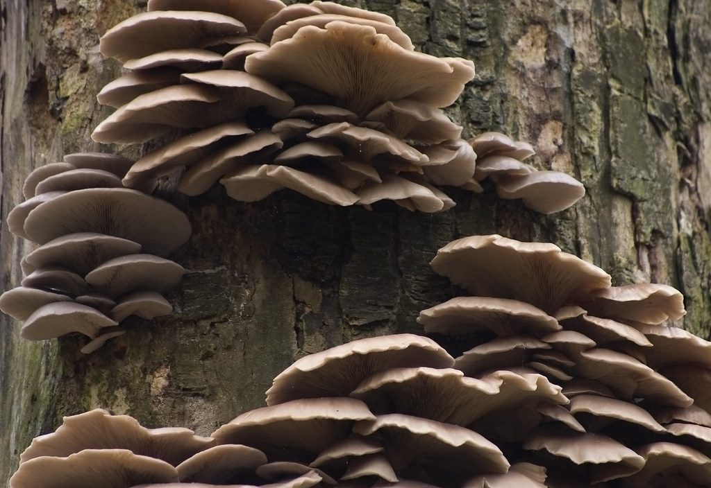mushrooms on trees