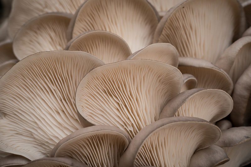 mushrooms oyster